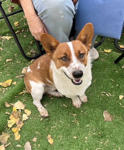 TAZ - Corgi / Cattle Dog available for adoption