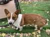 Taz - Photo 2