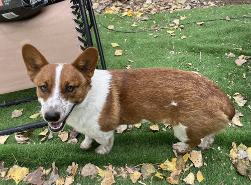 TAZ - Corgi / Cattle Dog available for adoption
