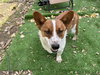 Taz - Photo 3
