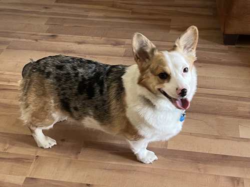 Pixel, an adoptable Corgi in Denver , CO