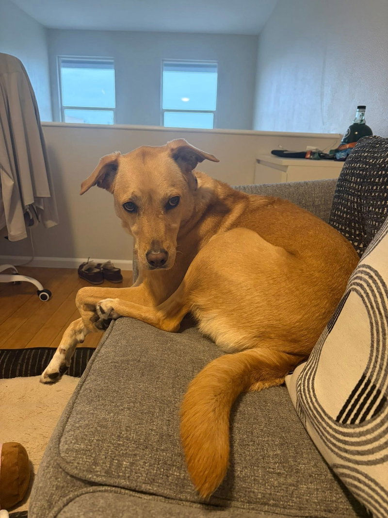 Maggie, a adult female Labrador Retriever Mix
