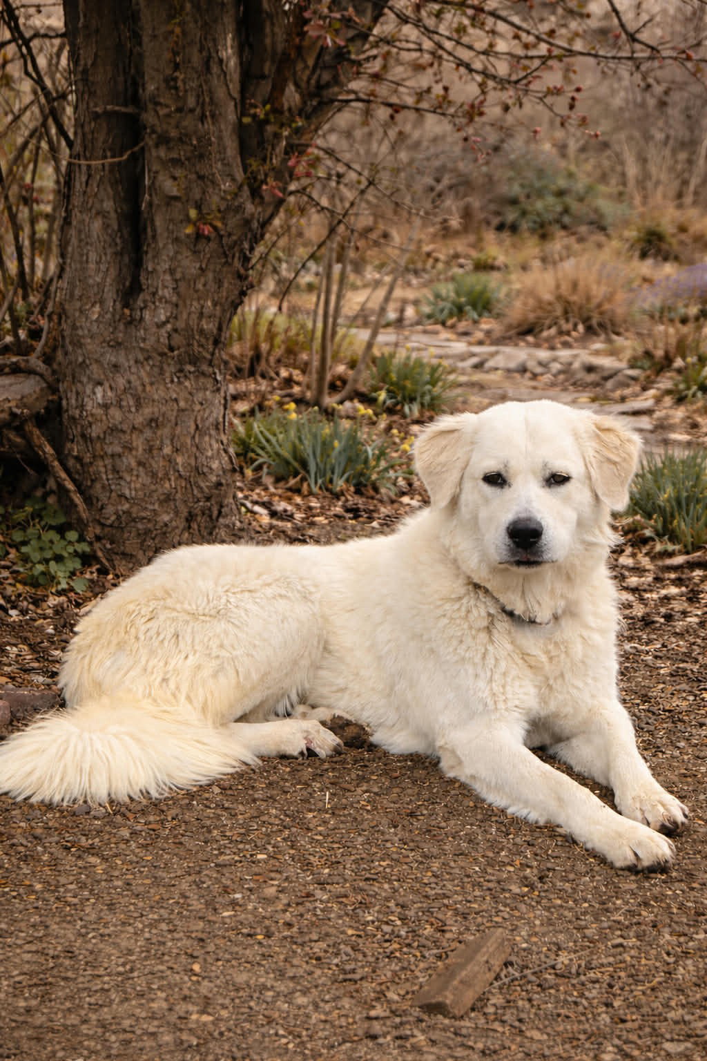 Daphne