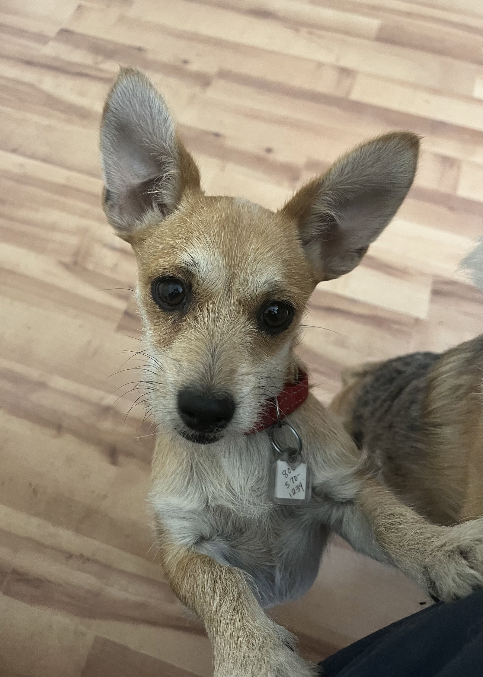 Tilly
