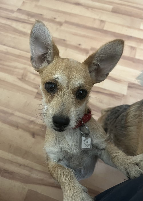Tilly, an adoptable Terrier in Denver , CO