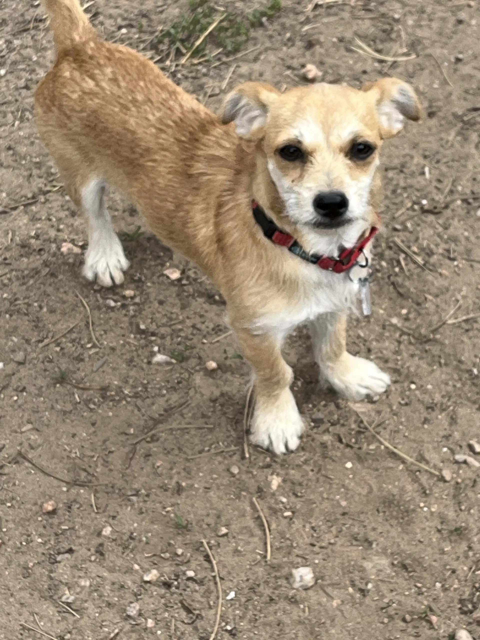 Tilly image 4