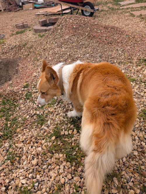 Winston photo 4