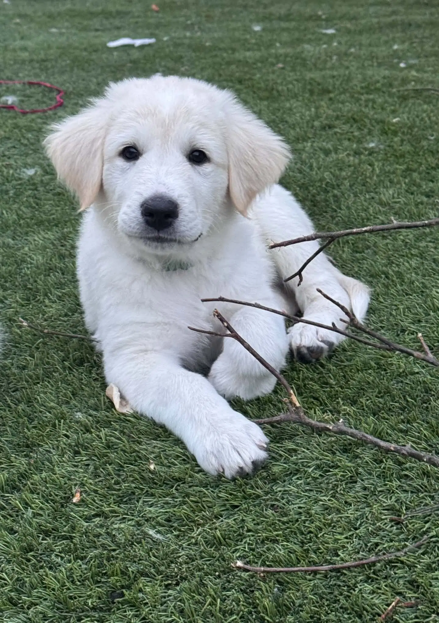 Gregory - Great Pyrenees