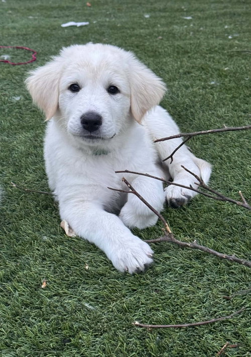 Gregory, an adoptable Great Pyrenees in Denver , CO