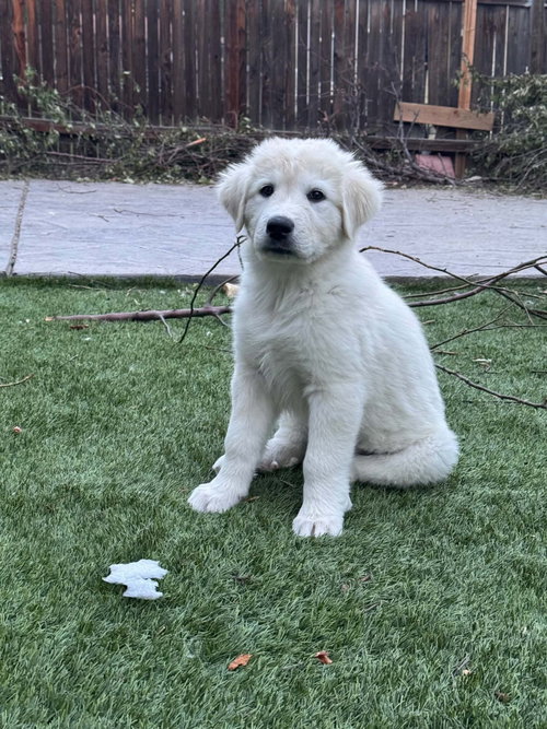 Francecsa, an adoptable Great Pyrenees in Denver , CO