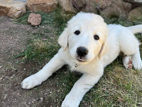 Charlotte, an adoptable Great Pyrenees in Denver , CO