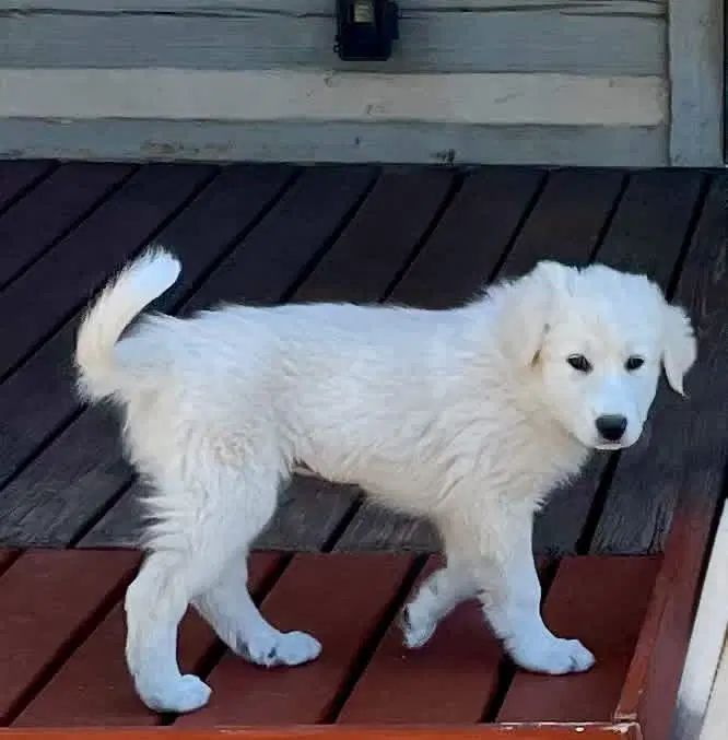 Eloise - Great Pyrenees