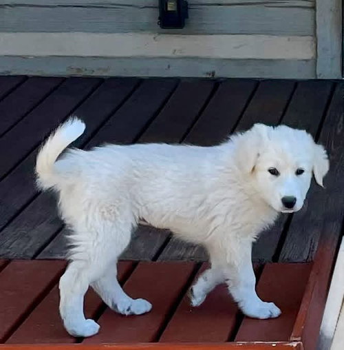 Eloise, an adoptable Great Pyrenees in Denver , CO