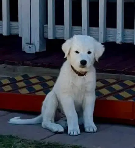 Simon - Great Pyrenees