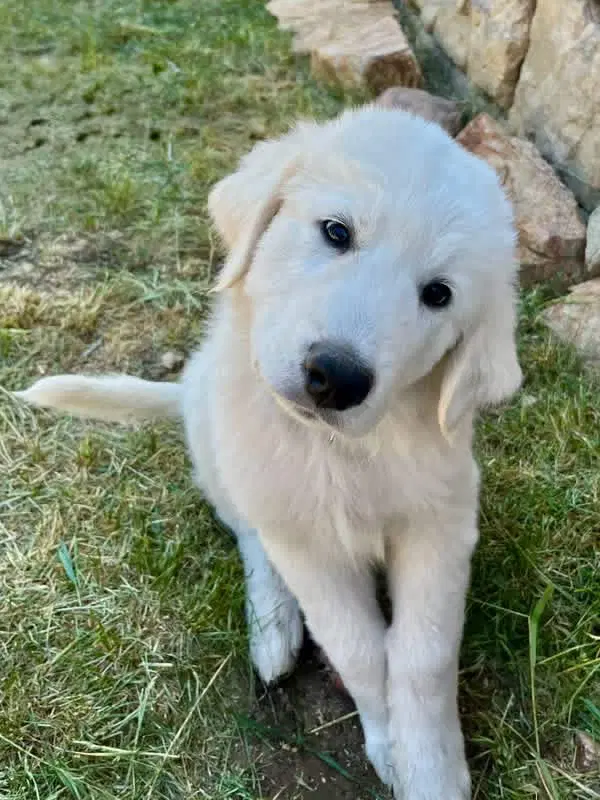 Anthony - Great Pyrenees