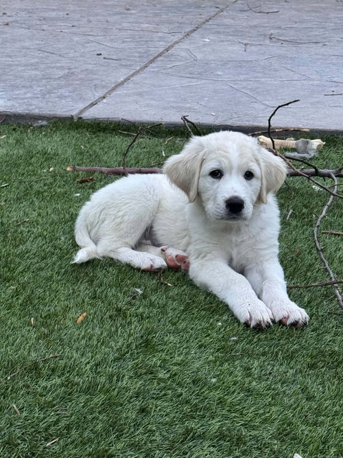Penelope, an adoptable Great Pyrenees in Denver , CO