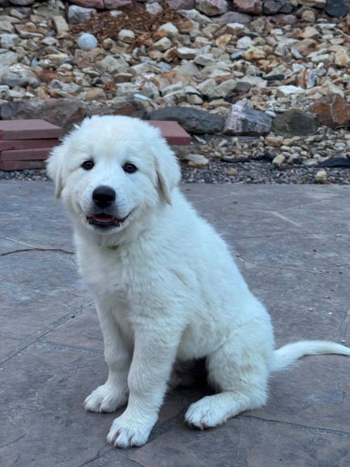 Hyacinth, an adoptable Great Pyrenees in Denver , CO