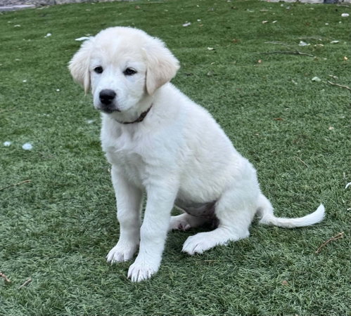 Sophie