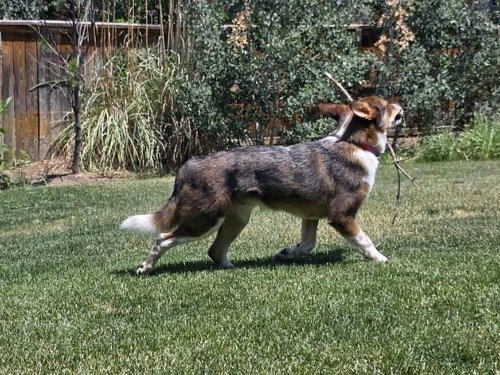Dingo photo 2