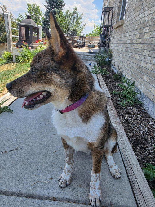 Dingo photo 3