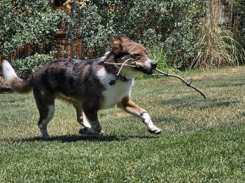 Dingo photo 4