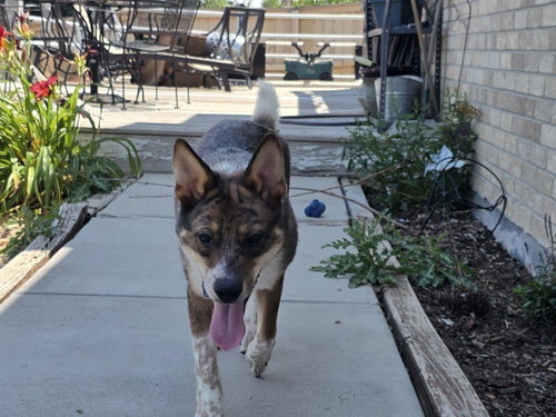 Dingo photo 5