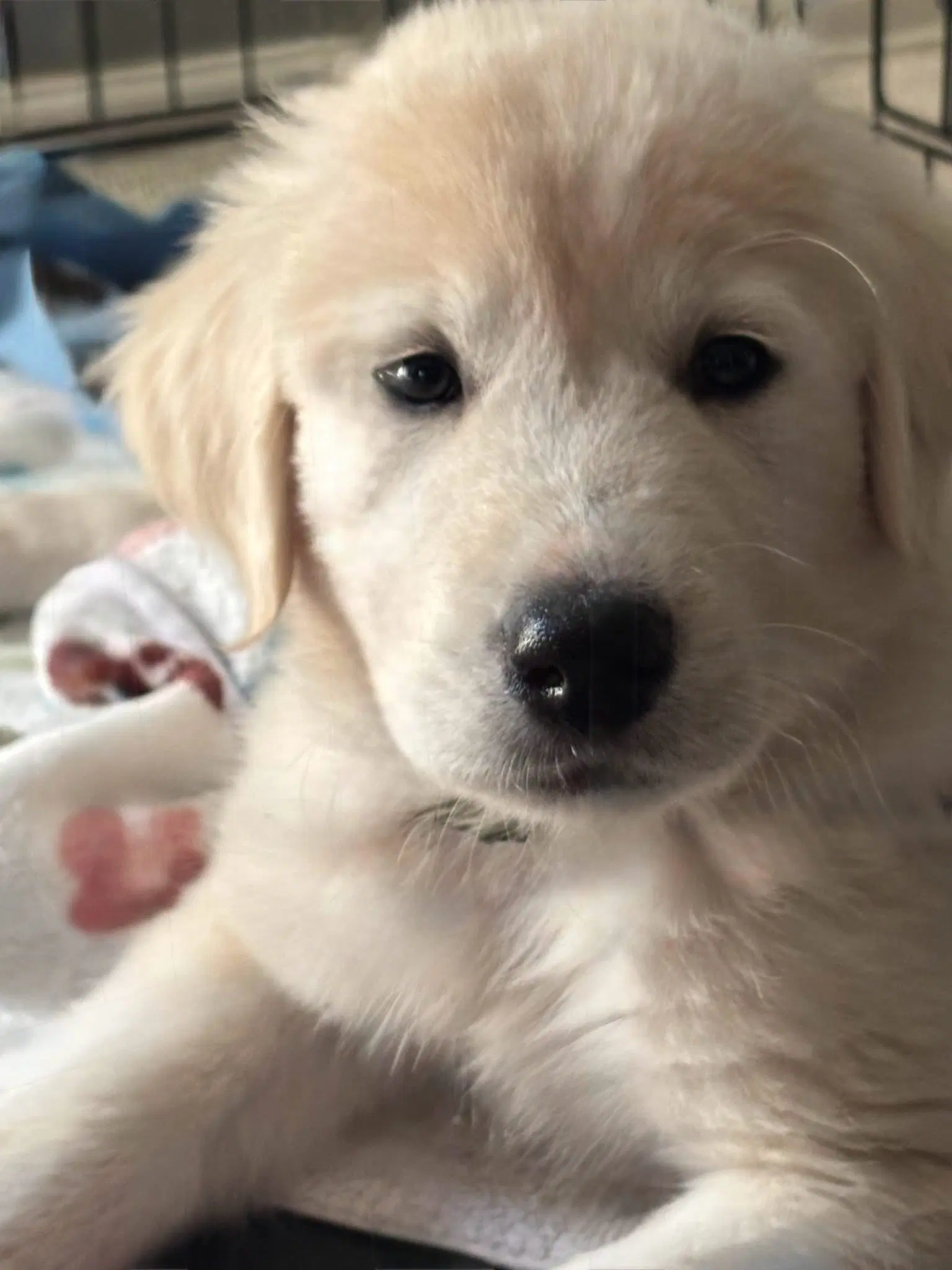 Colin - Great Pyrenees