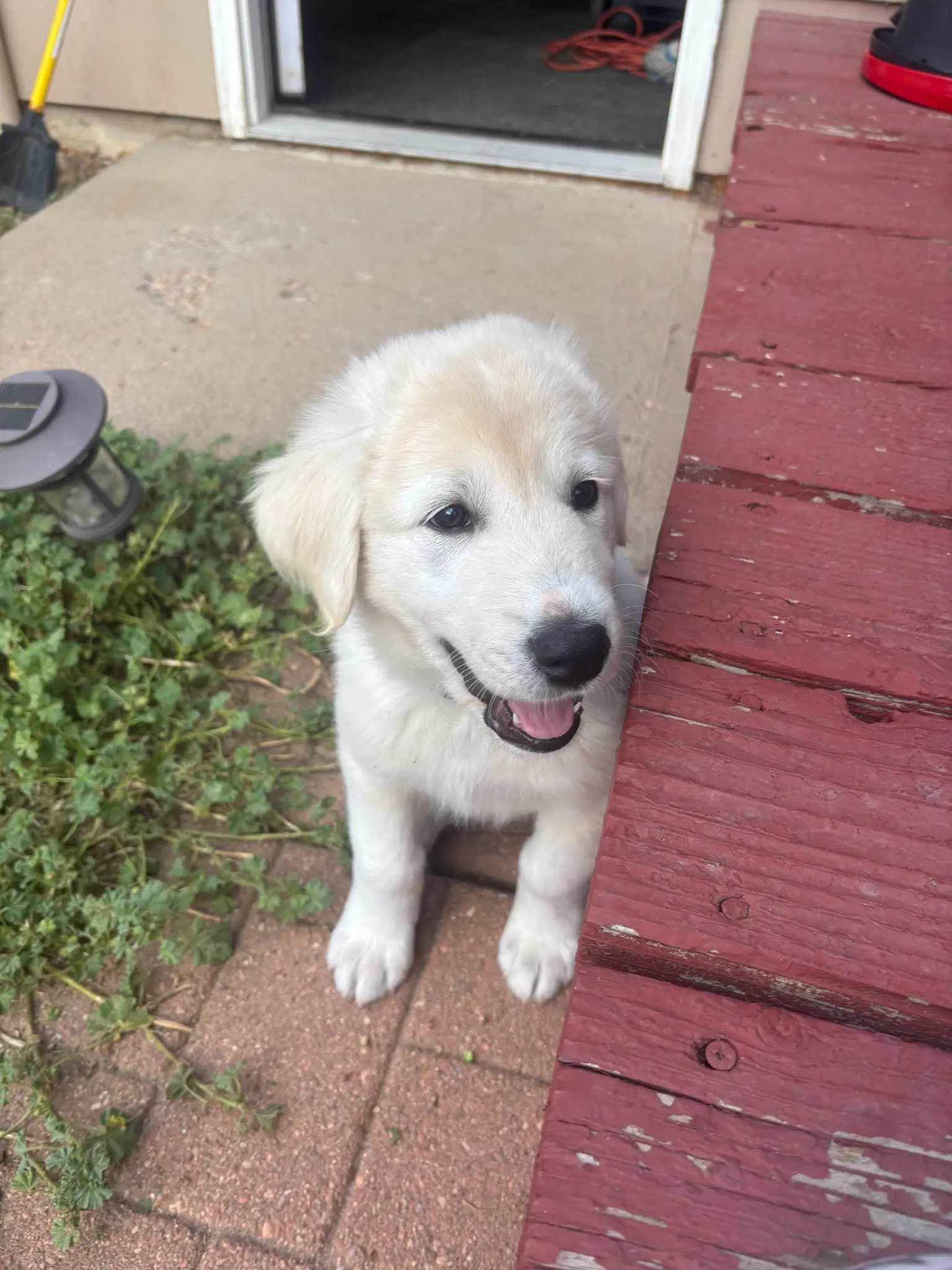 Colin image 2