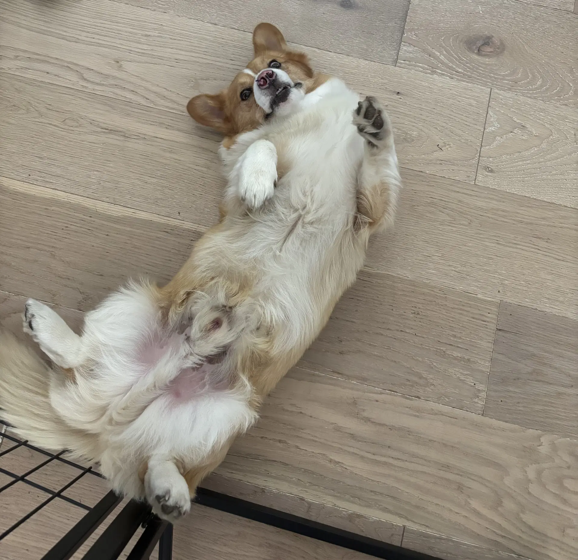 Winston - Corgi