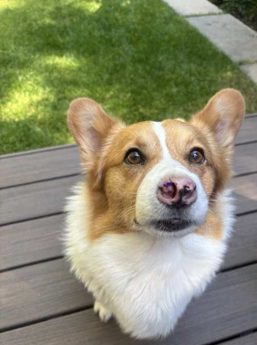 Winston photo 3