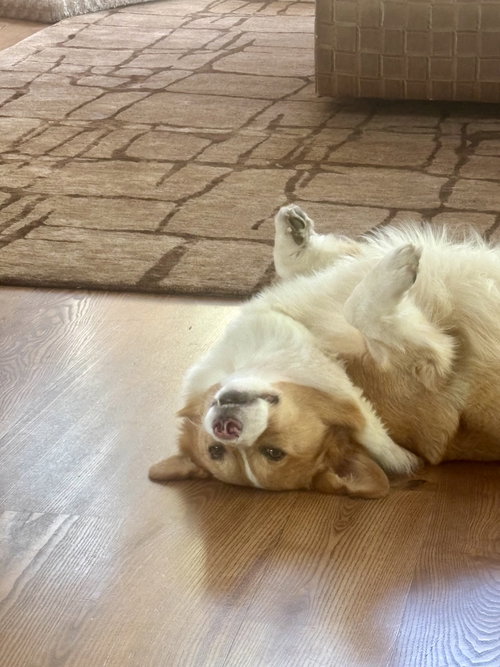 Winston photo 6