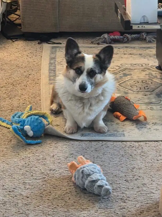 Copper - Corgi