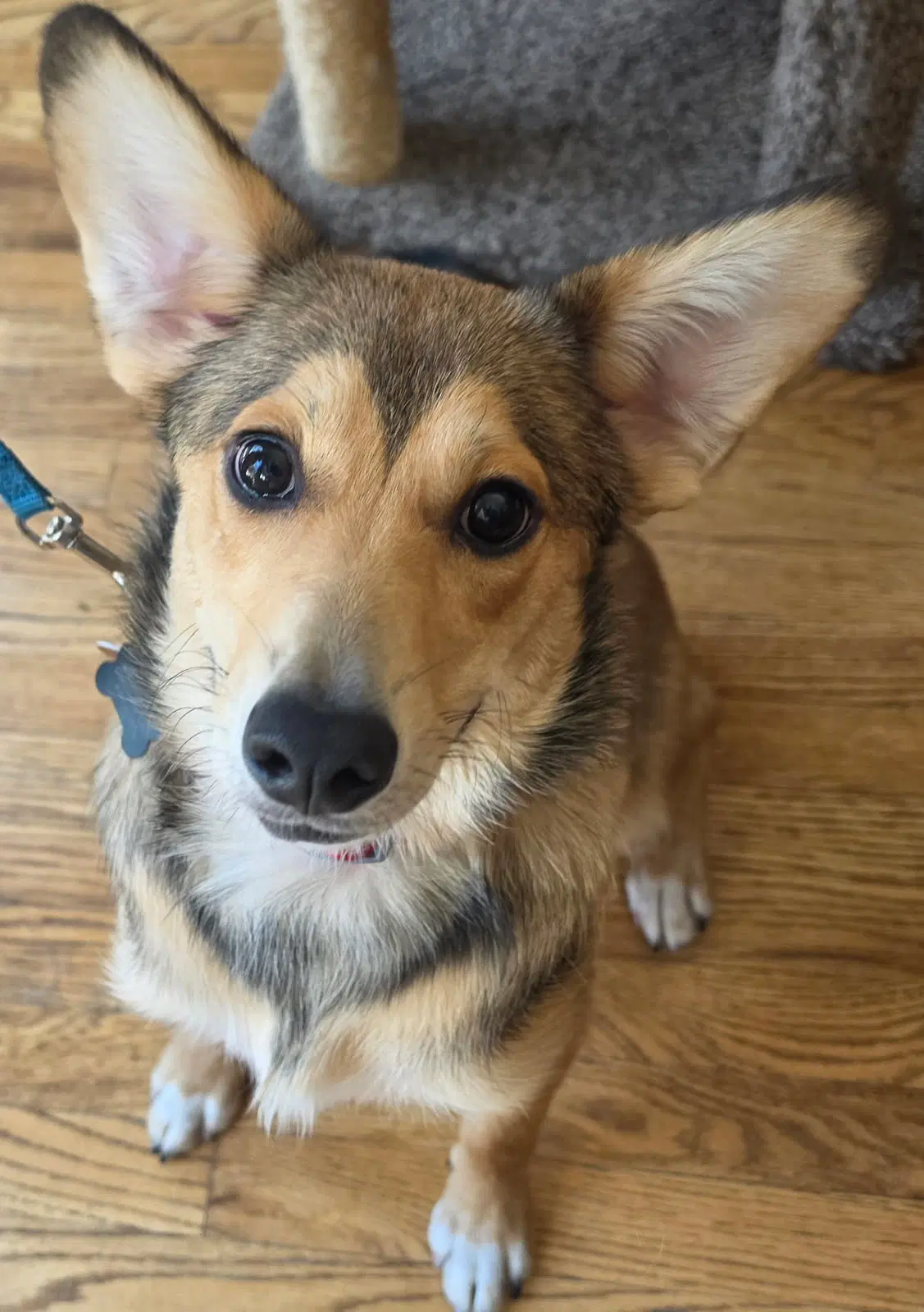 Kit - Corgi