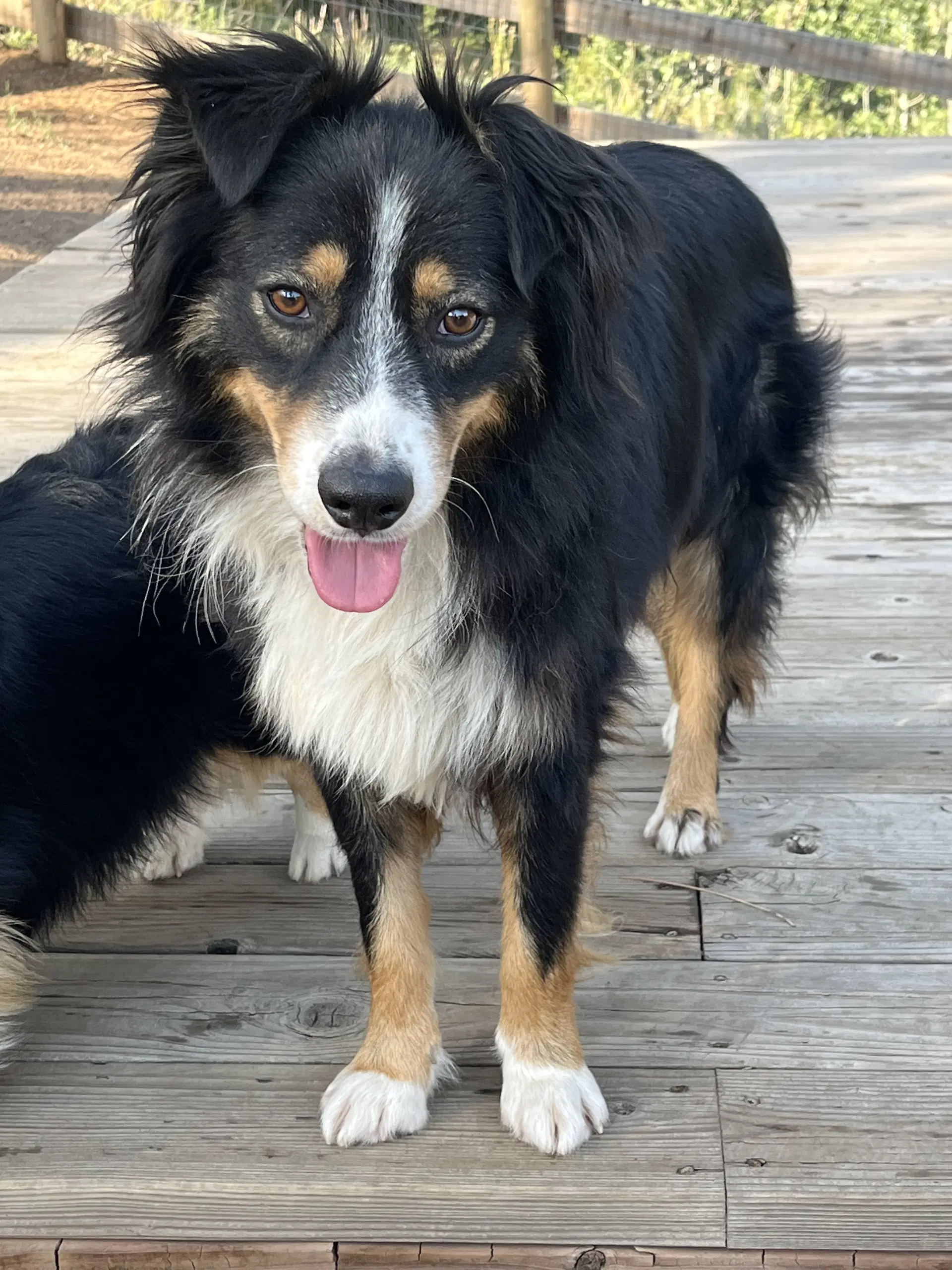 Chevy - Australian Shepherd