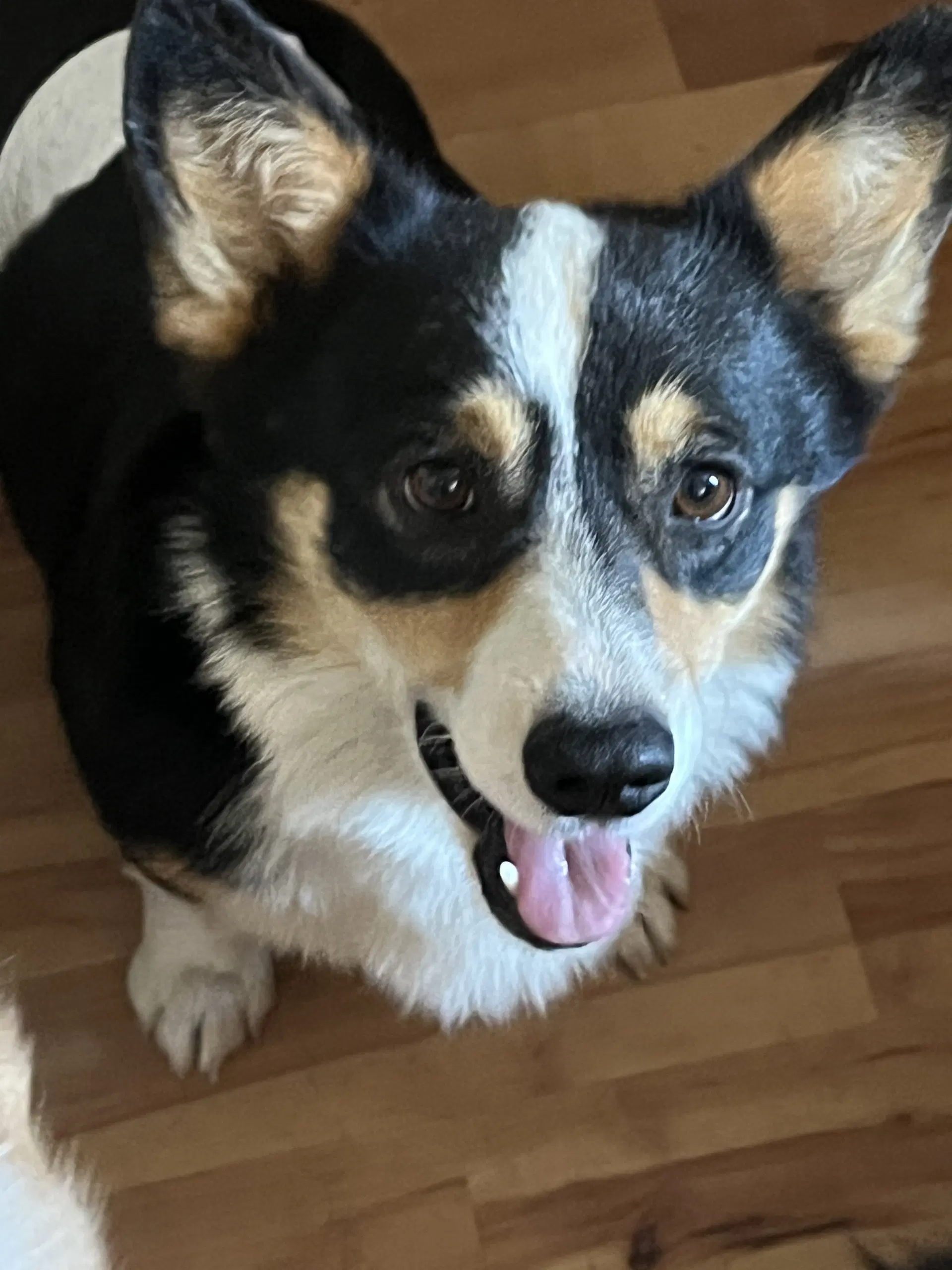 Reggie - Corgi