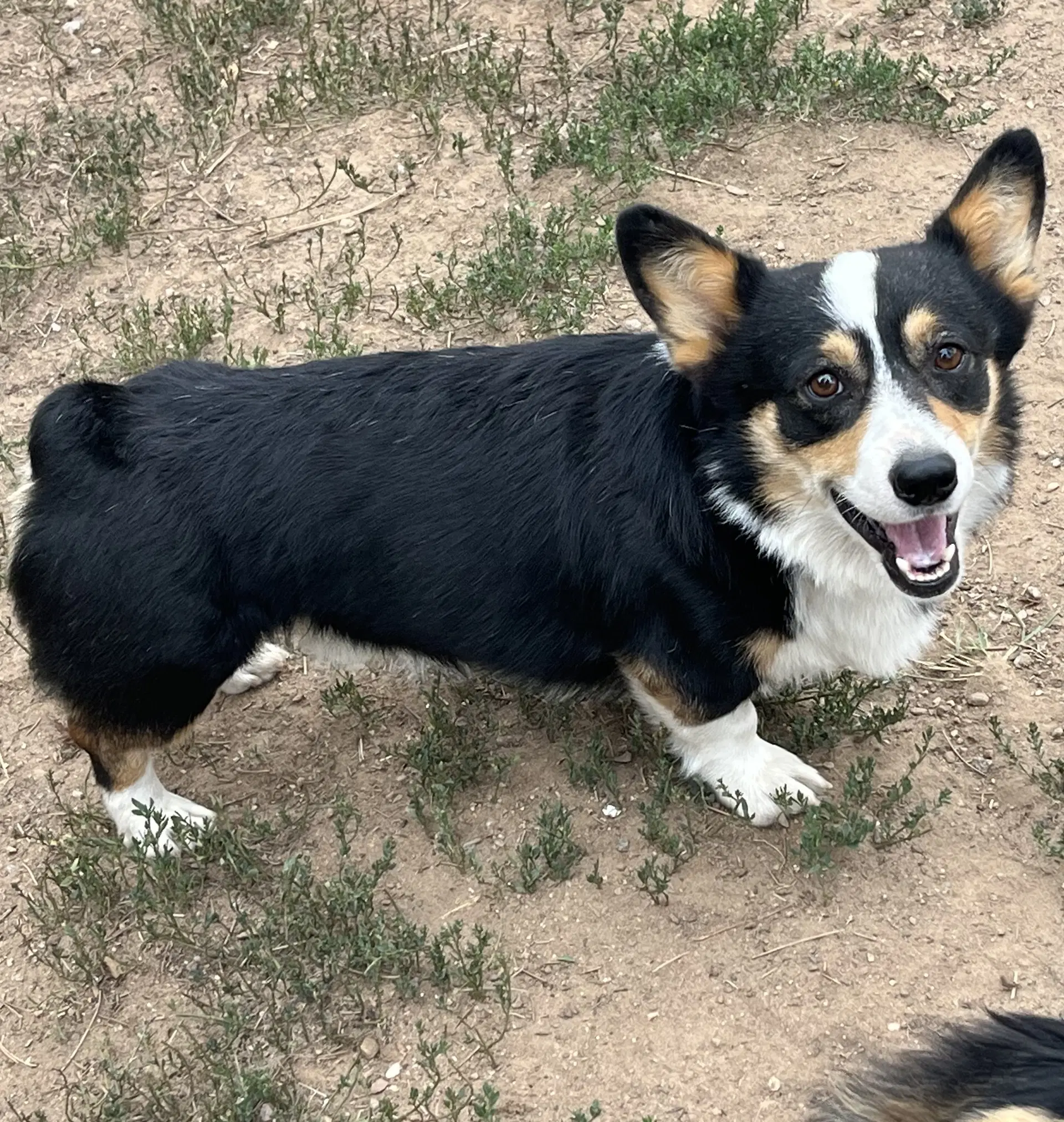 Reggie image 2