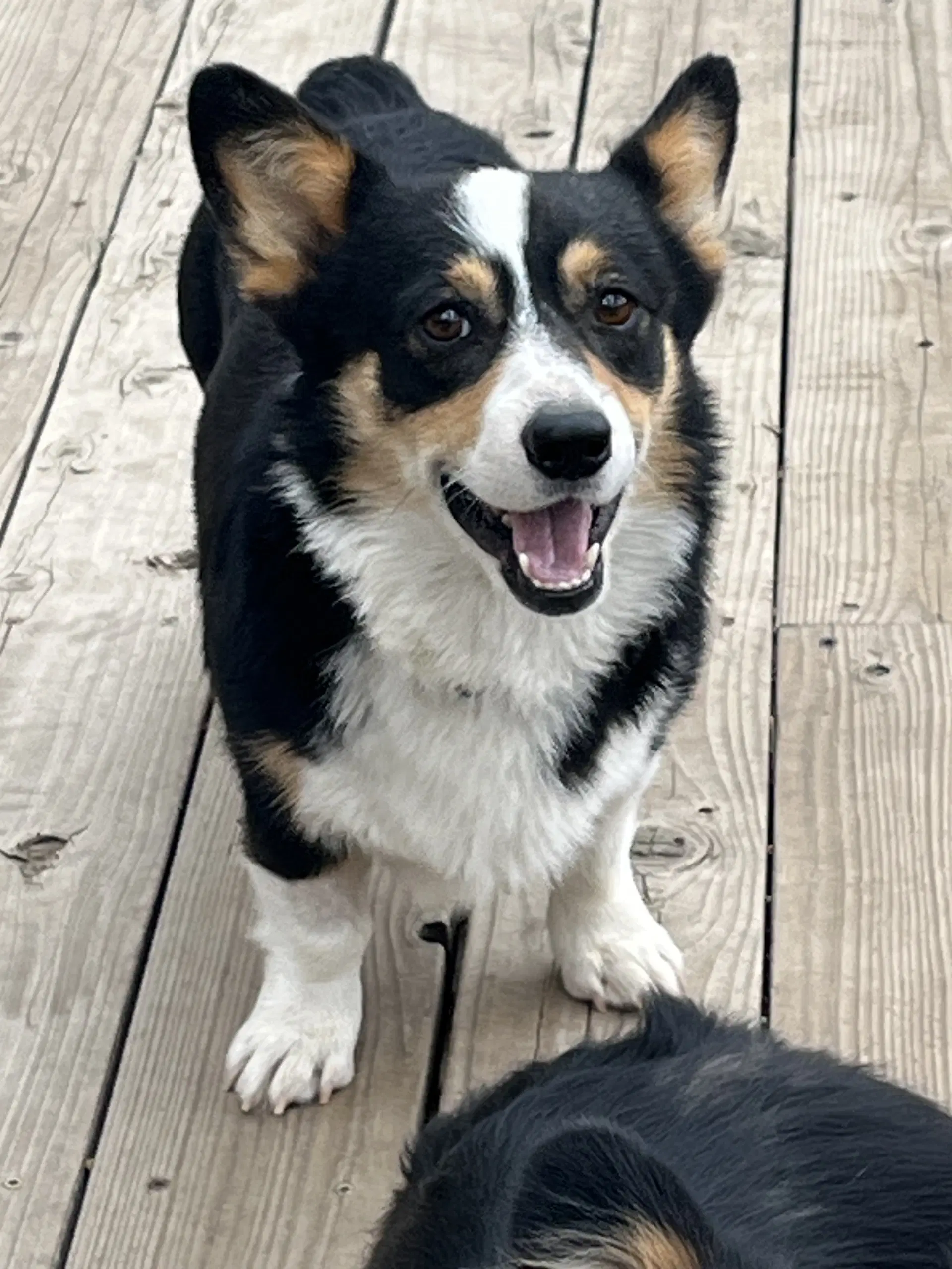 Reggie image 3