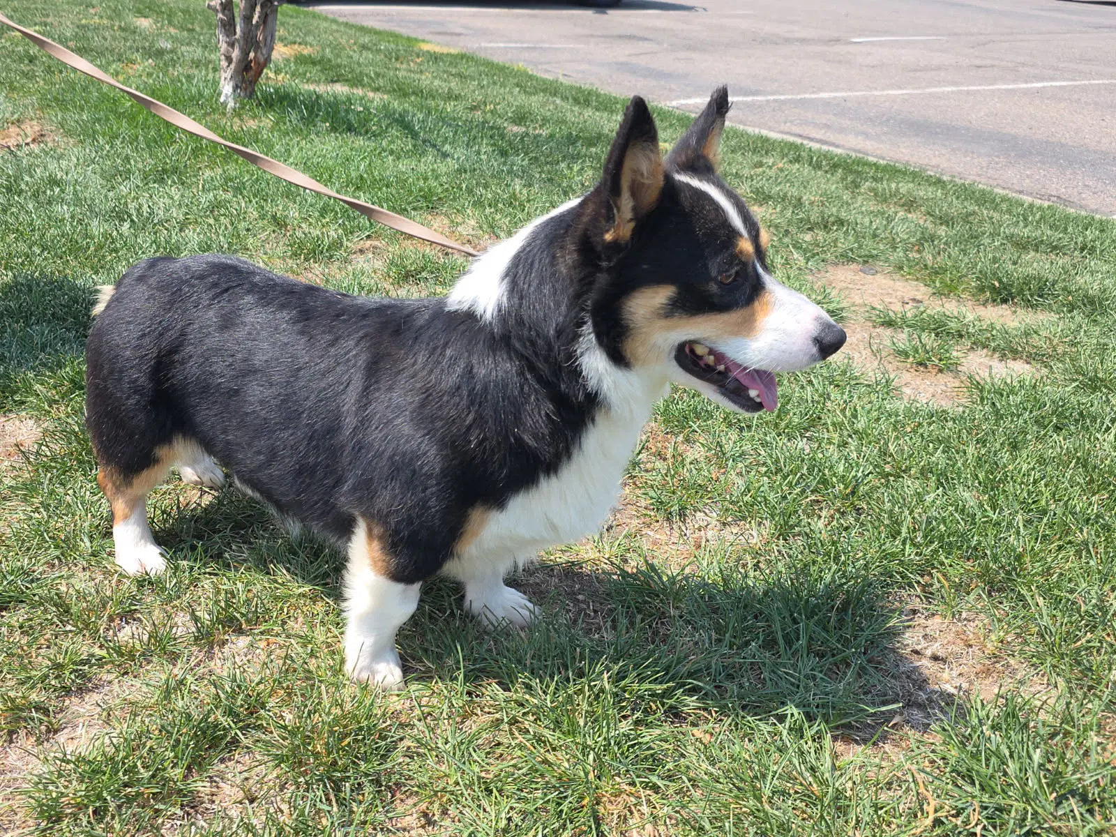 Reggie image 4