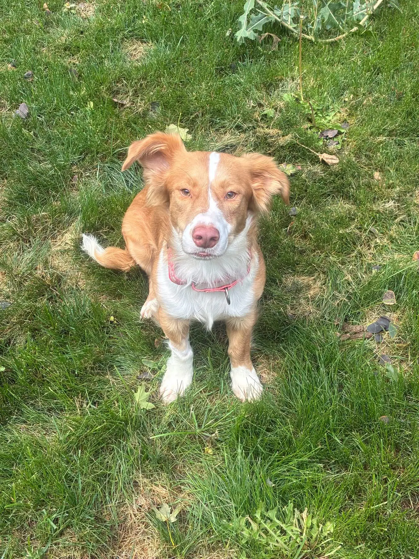 Murphy image 2