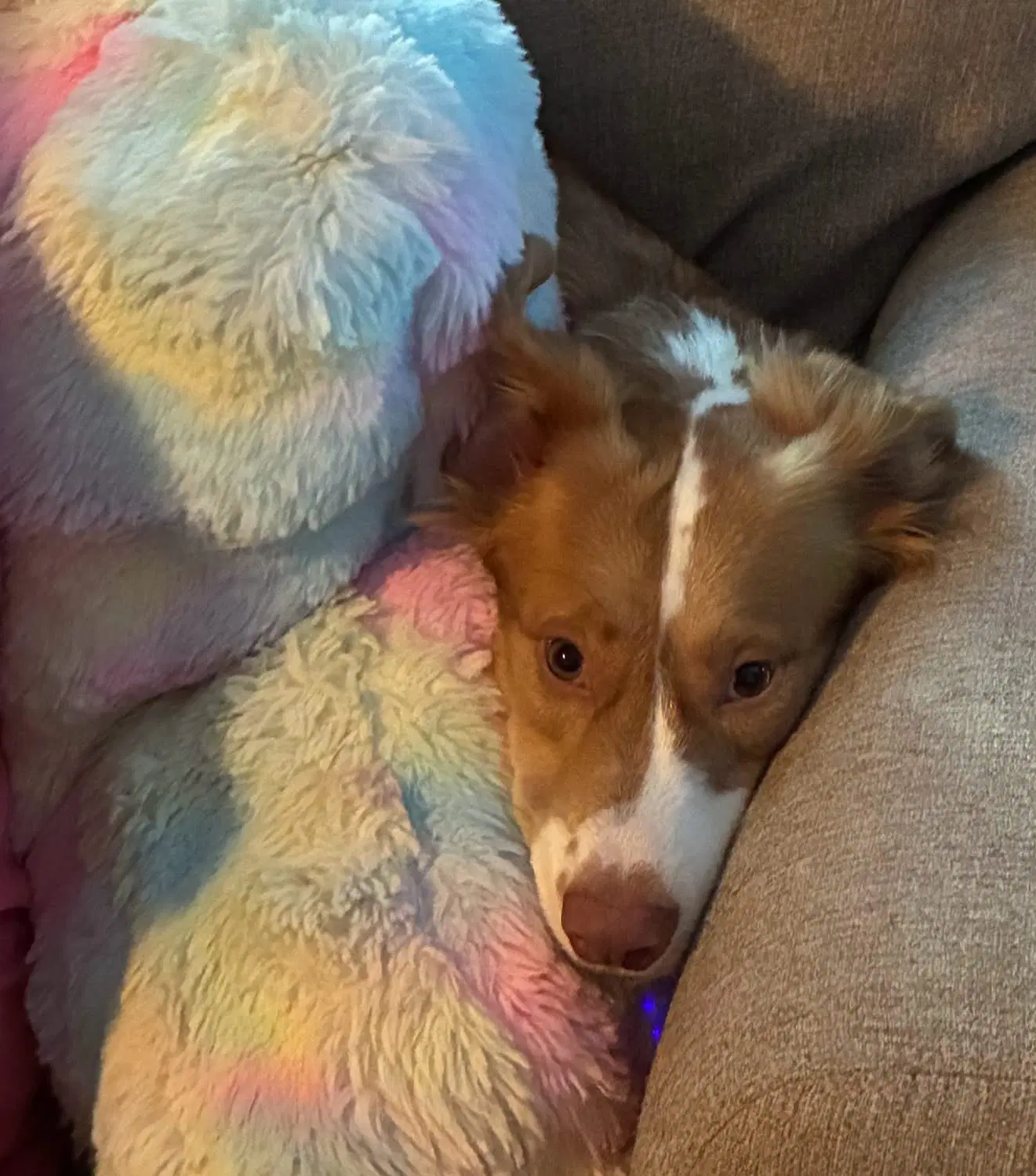 Murphy image 3