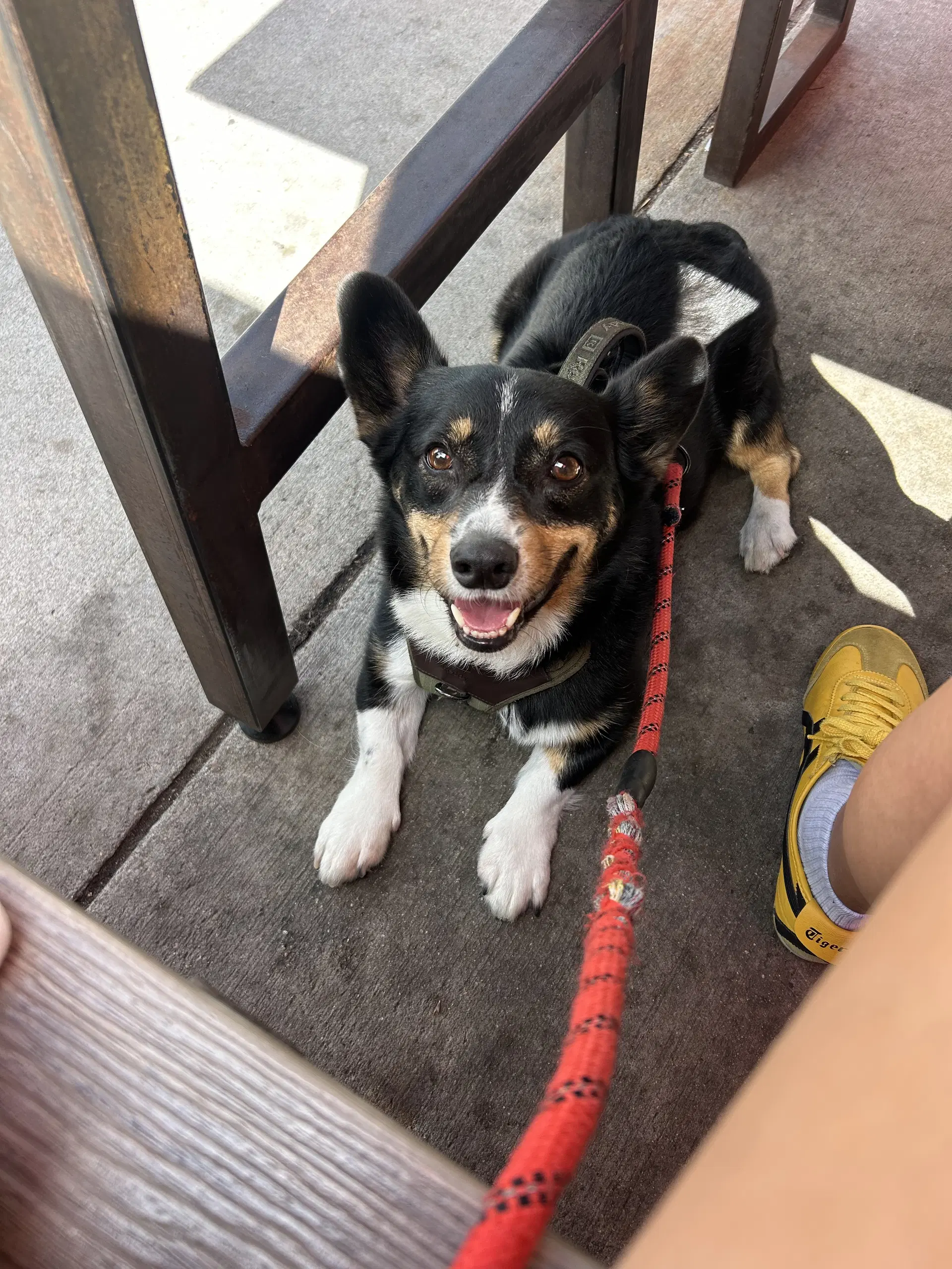 Yugi - Corgi