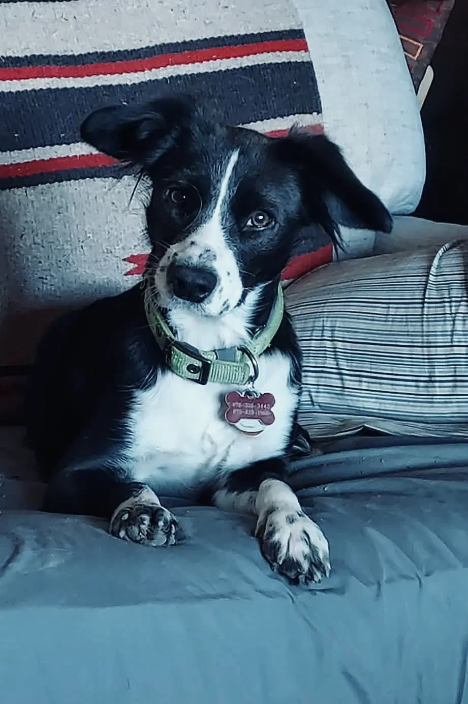 Callie - Australian Shepherd