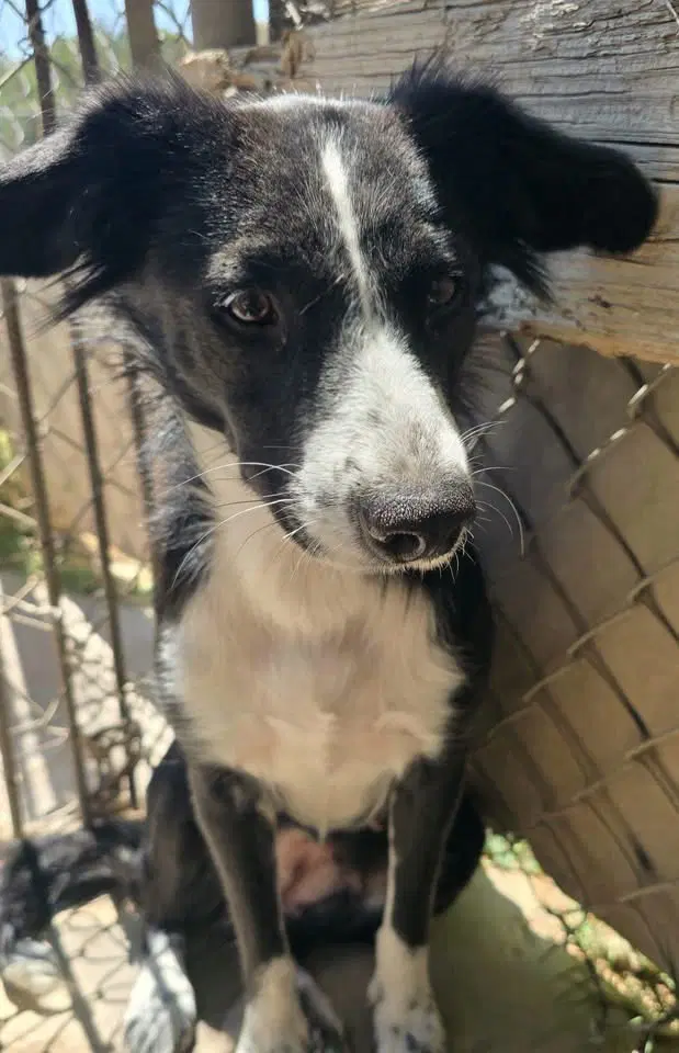 Callie image 4