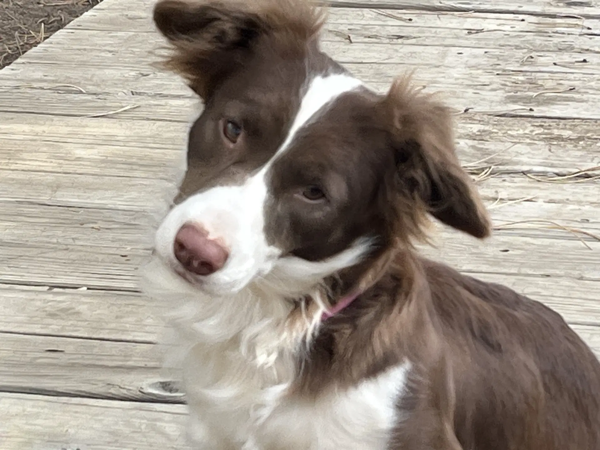 Millie image 2
