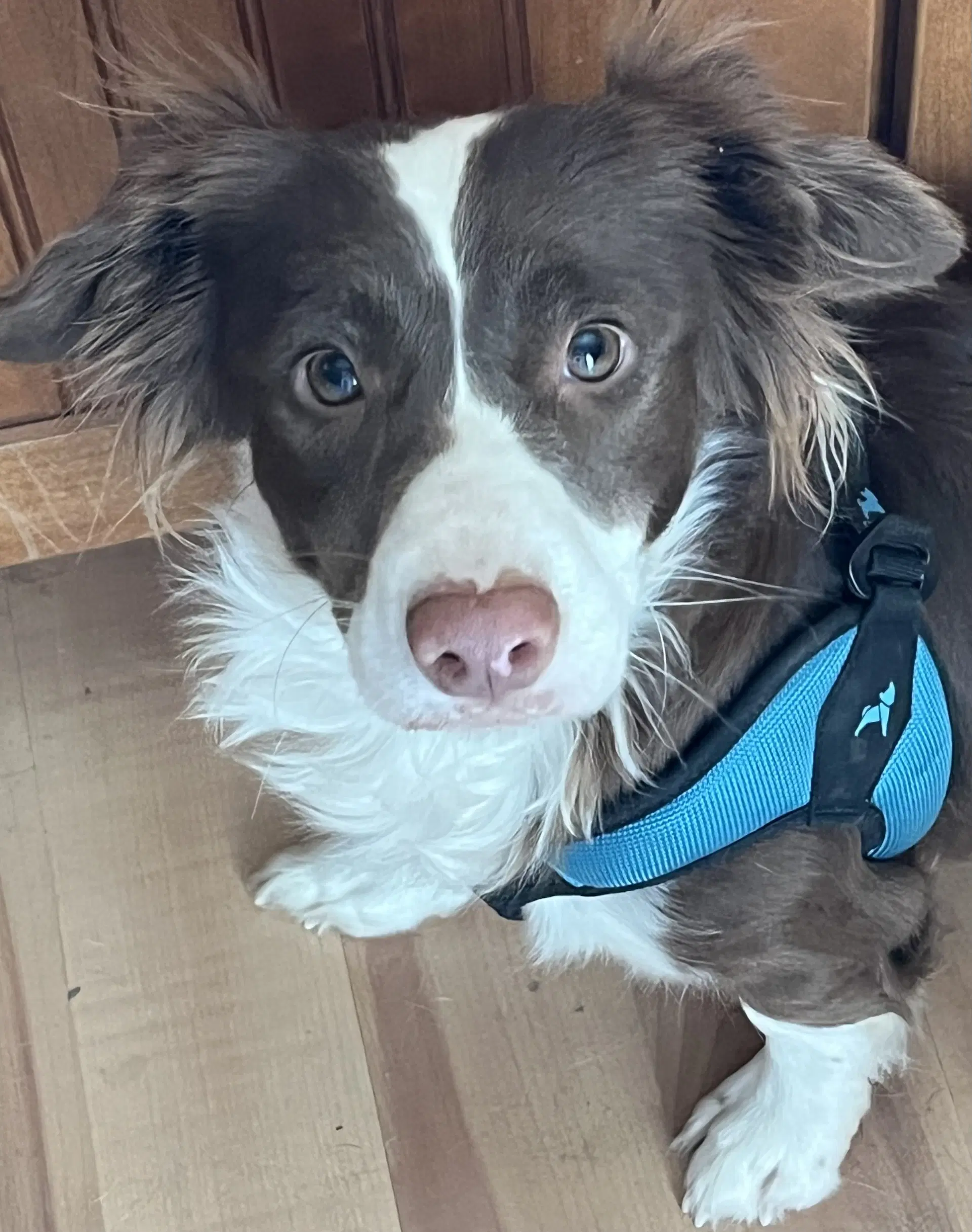 Millie image 4