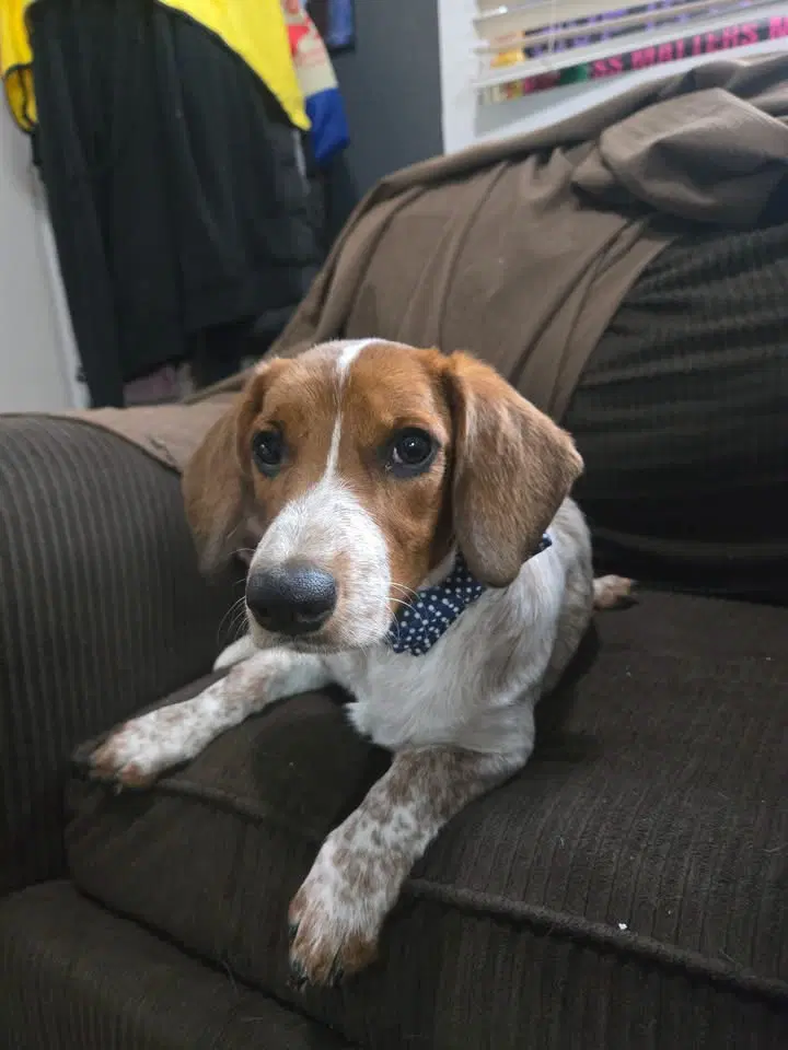 Mando - Dachshund