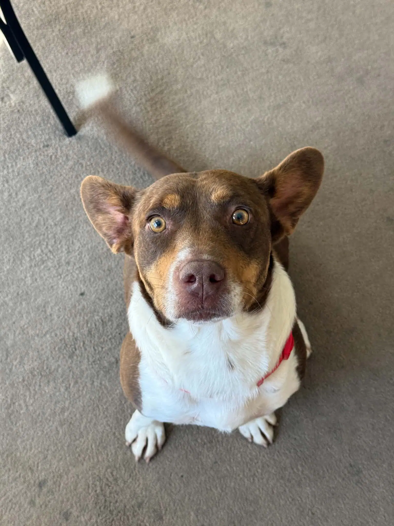 Ruby - Terrier