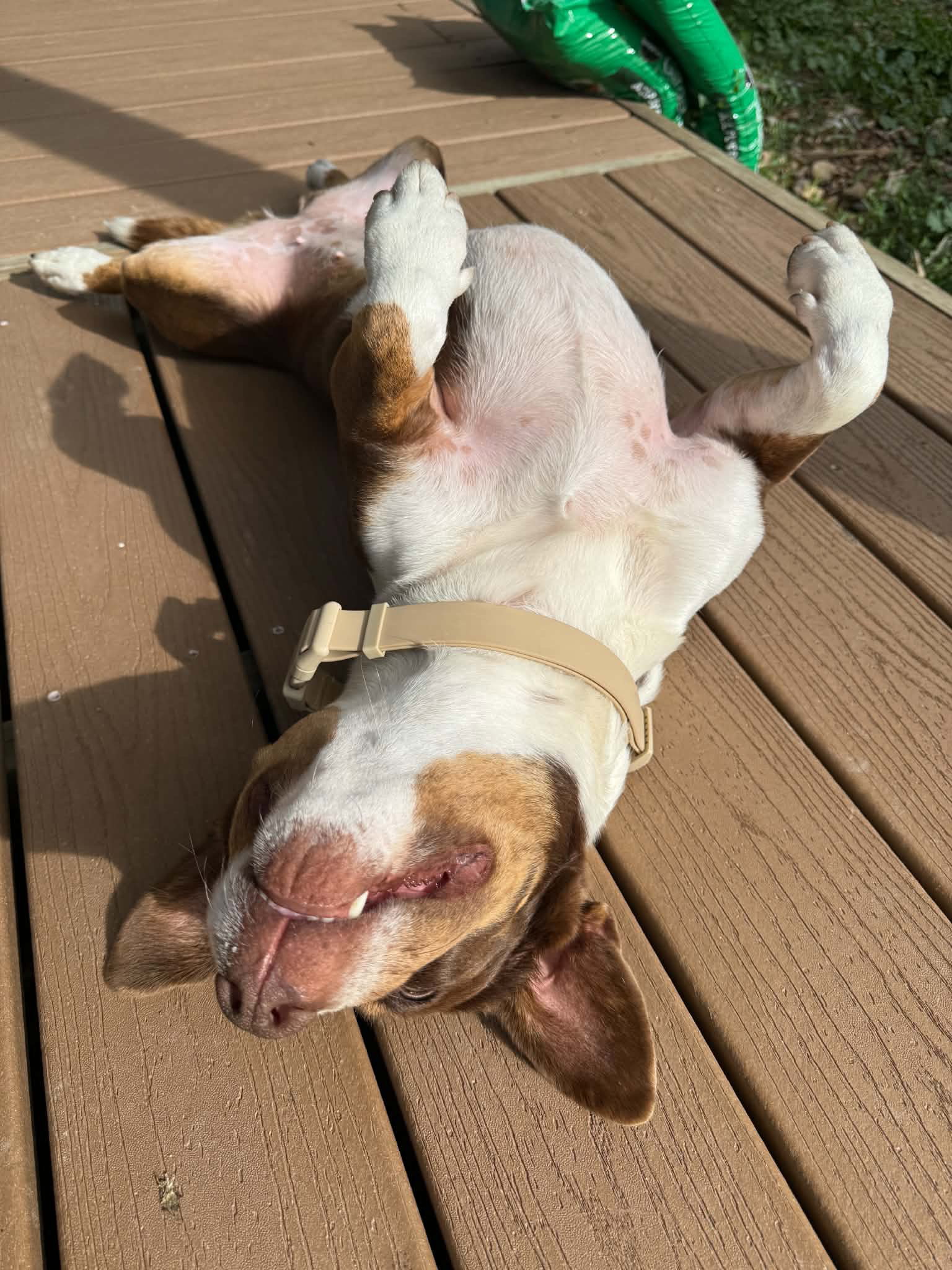 Ruby, photo 2