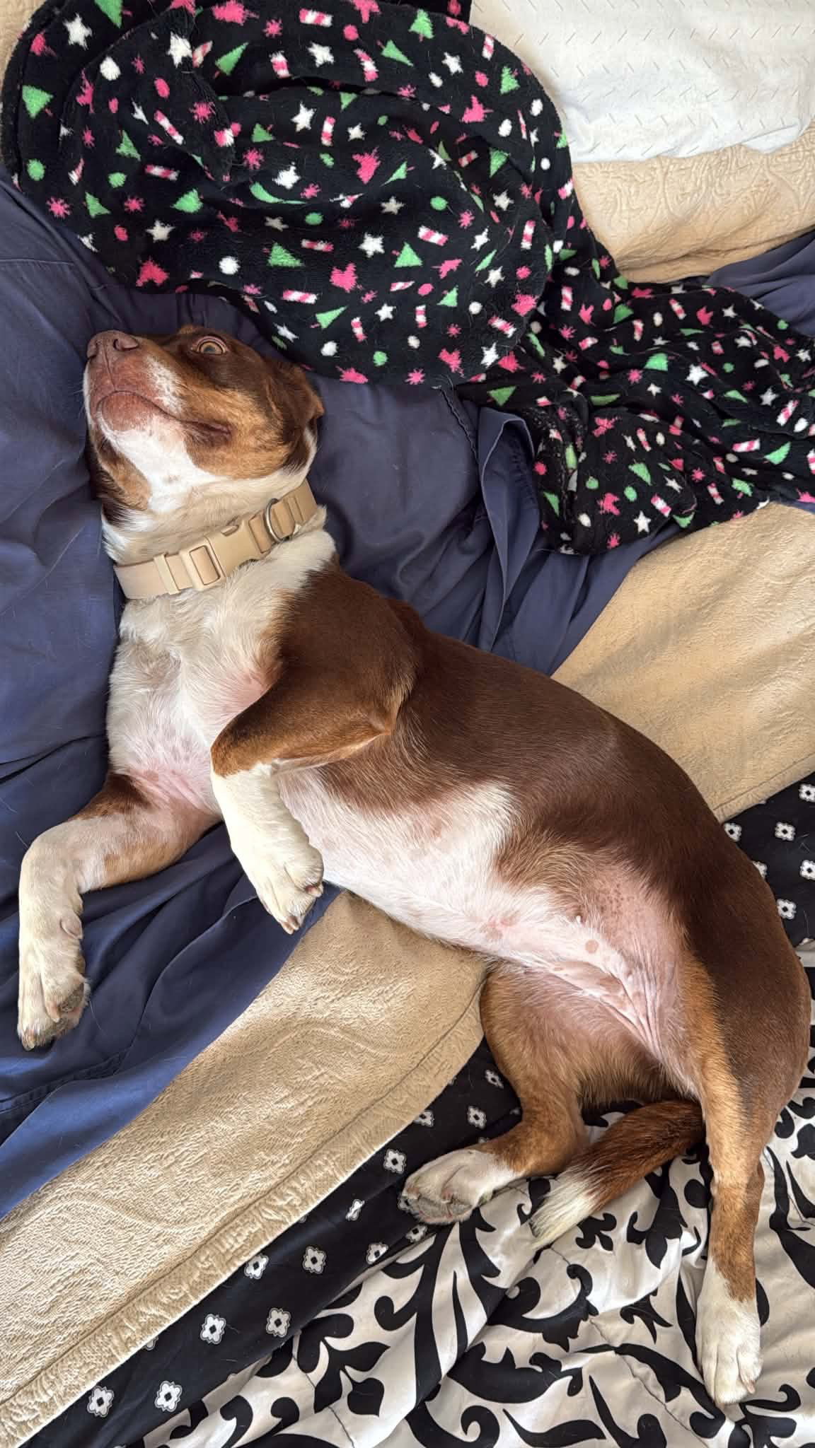 Ruby, photo 3