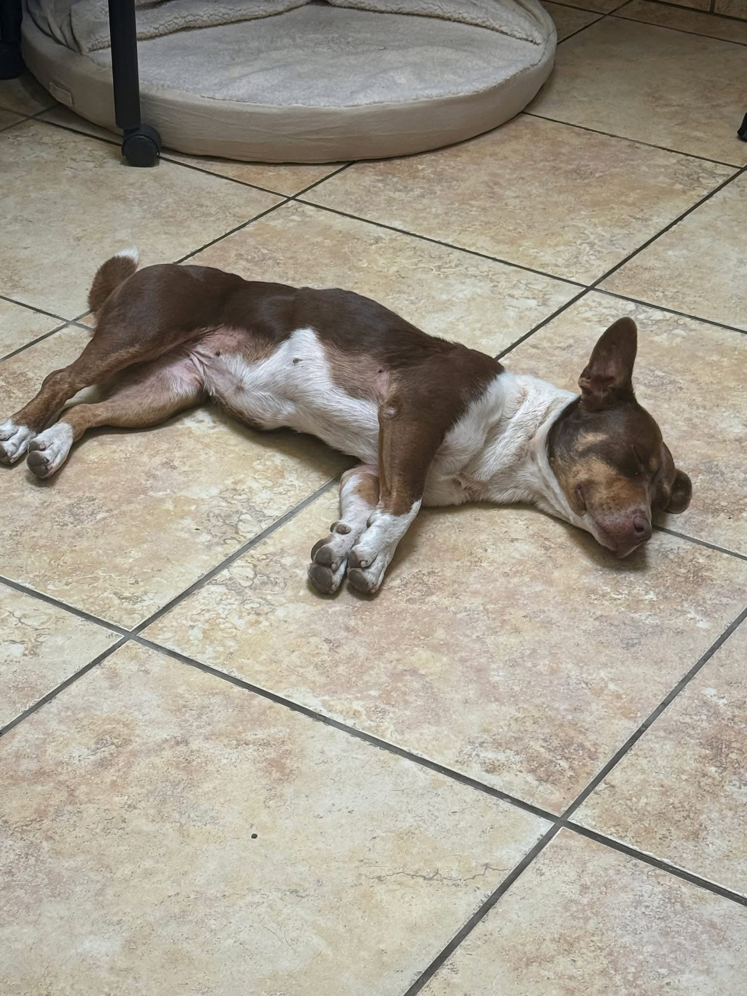 Ruby, photo 5